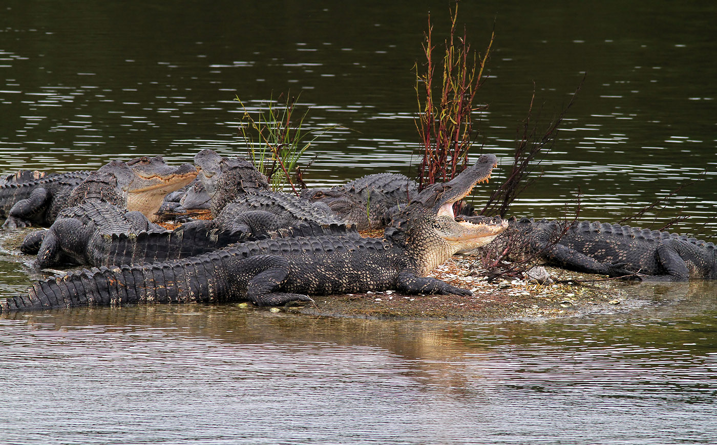 Group Of Alligators 77