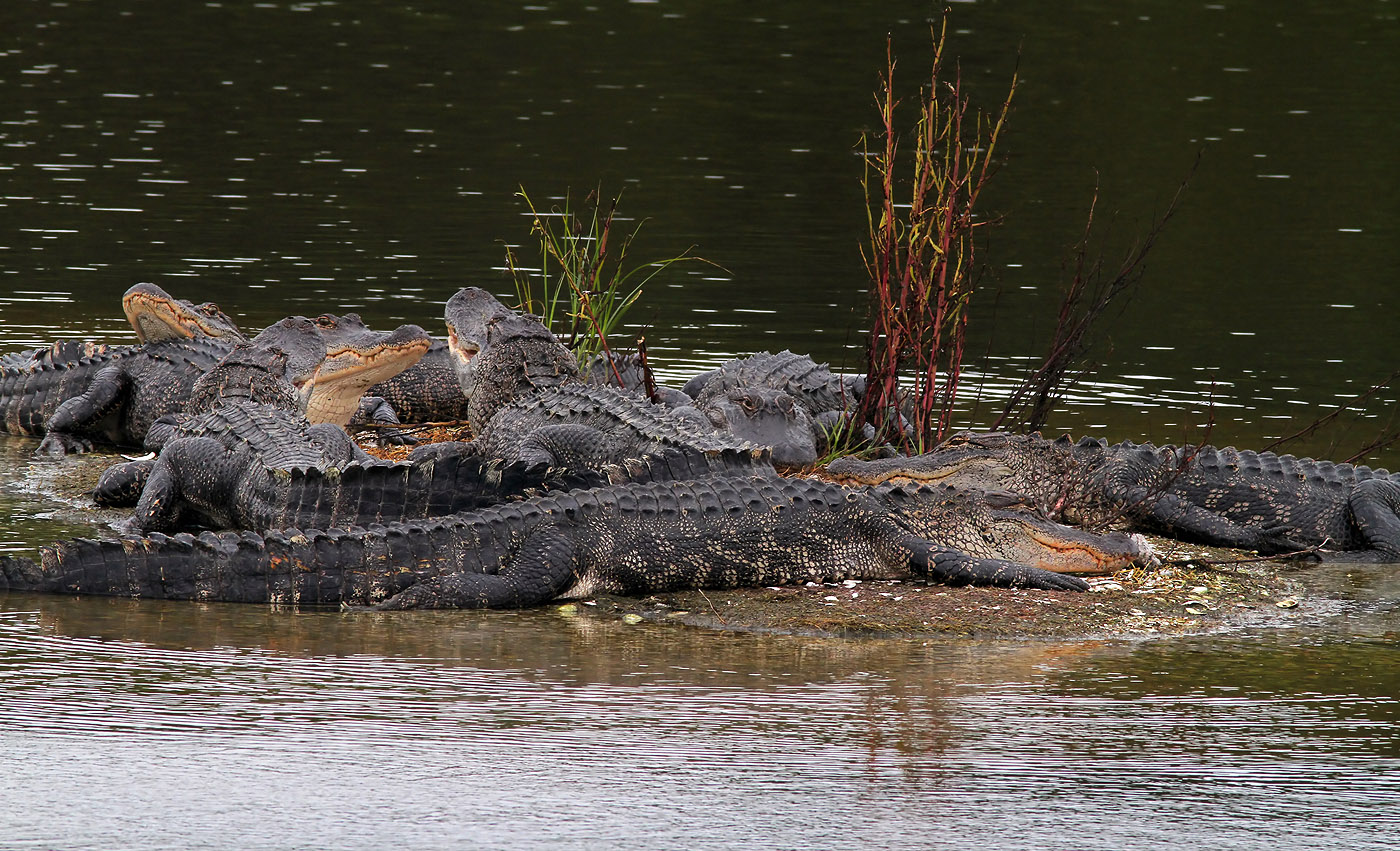 Group Of Alligators 79
