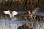GBH and Egret Incident