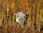 Tricolored Heron Flight