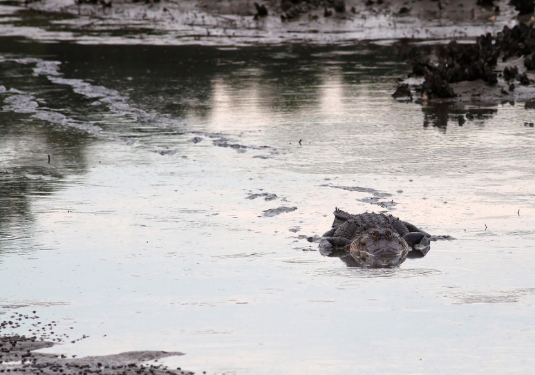 Alligator Cruising Salt Marsh 