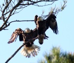 Bald Eagle Pair in Tree