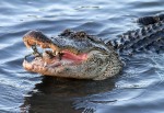 Alligator Crabbing in Salt Marsh