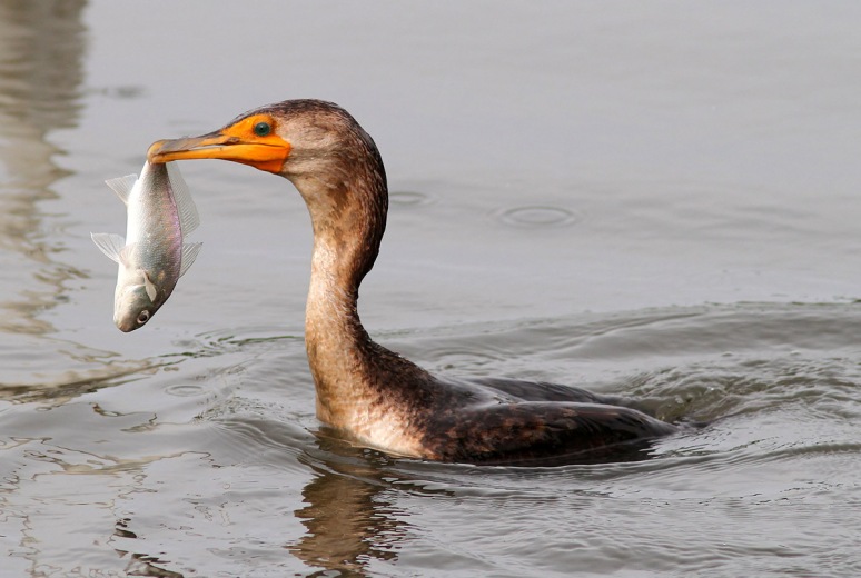 Cormorant Fishing in the Salt Marsh 