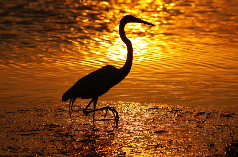 GBH Sunset Silhouette