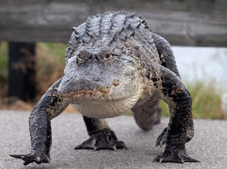 Alligator Carefully Walks Across Causeway 