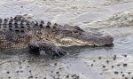 Alligator Carefully Walks Across Causeway