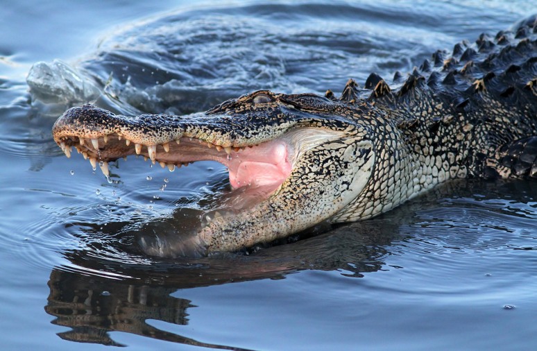 Alligator Splashing 