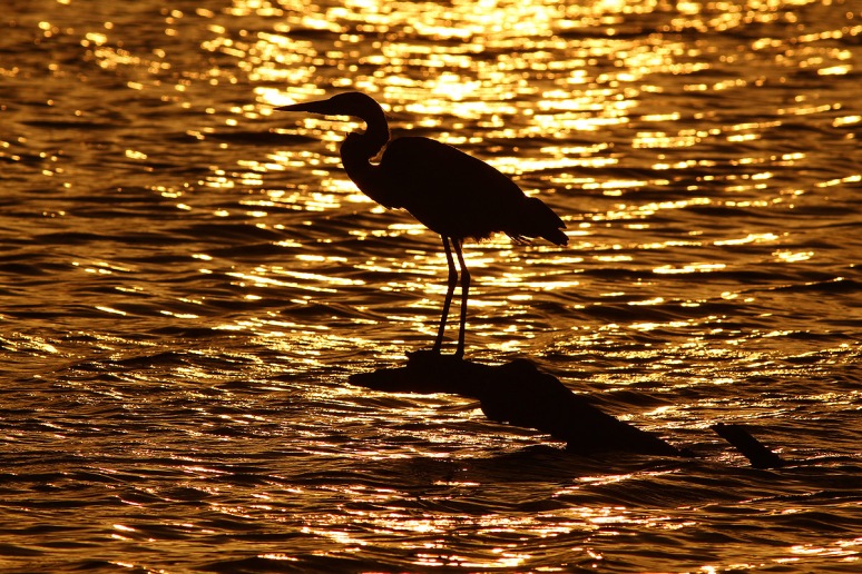 GBH Sunset Silhouette 