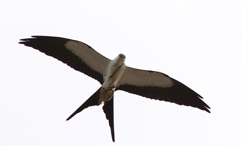 Swallow-tailed Kite With Snake 