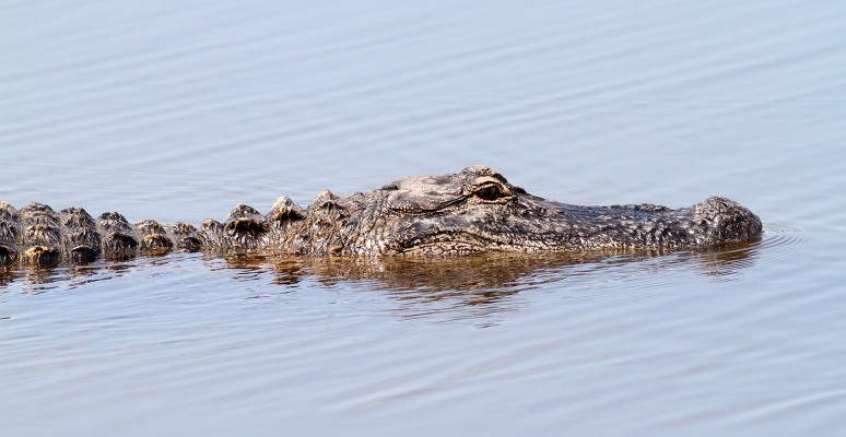 Unhappy Gator in Marsh Pond 
