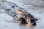 Alligator Hunting in Salt Marsh