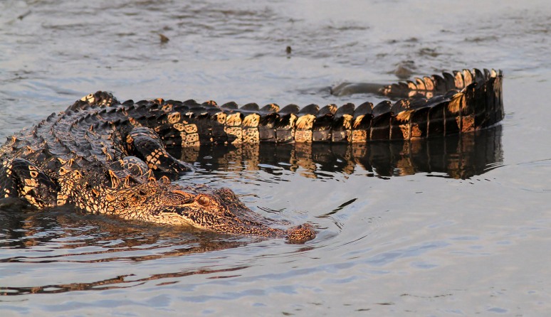 Alligator Playing Water 