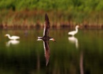 Morning Skimmer in the Marsh Pond