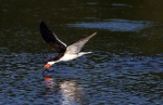 Morning Skimmer in the Marsh Pond