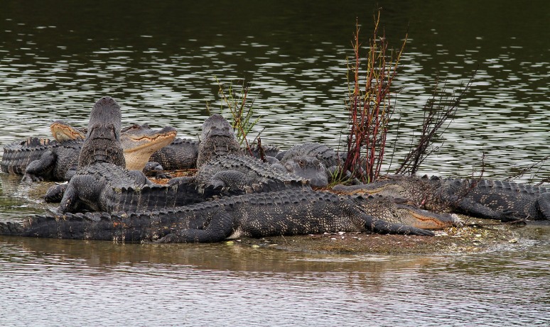 Large Group of Alligators 