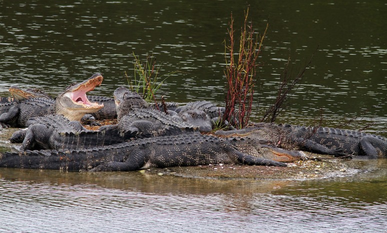 Large Group of Alligators 