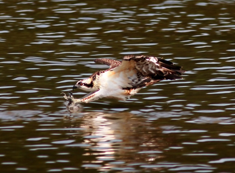 Osprey Fishing in Marsh Pond 
