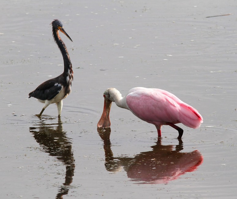 Spoonbill and Tricolored Heron Disagreement 