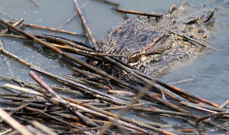 Alligator Fishing in Salt Marsh