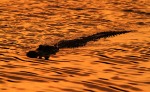 Alligator Sunset Silhouette