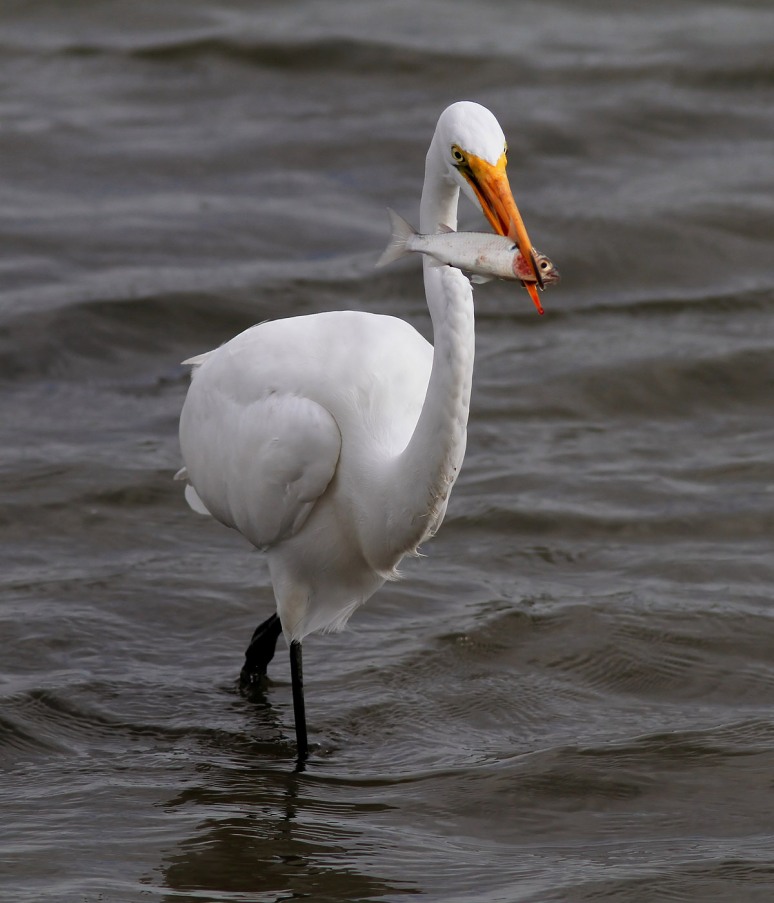 Egret Fishing in Salt Marsh 