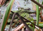 Baby Alligators in the Swamp