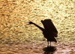 Great Egret Sunset Silhouette