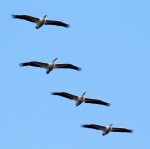 White Pelican Group Flights