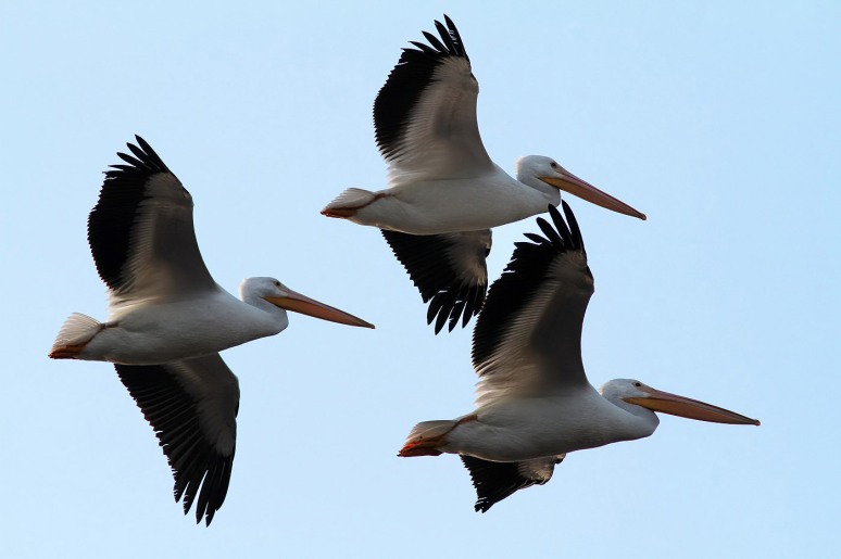 White Pelican Group Flights 