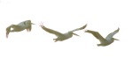 White Pelican Group Flights