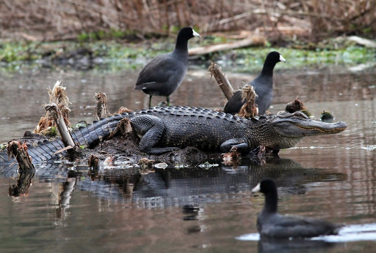 Alligator and Coots in Swamp 