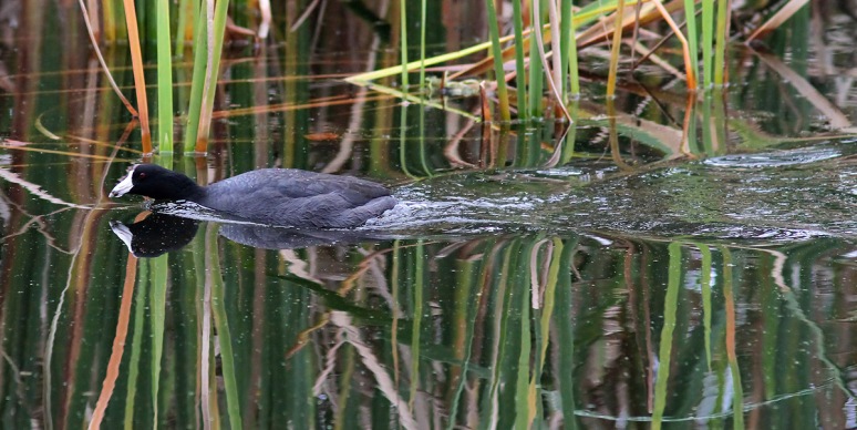 Coot Chase and Splash 
