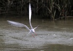 Tern Fishing and Shaking Off