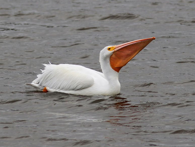 American White Pelican Flying in Marsh Pond 