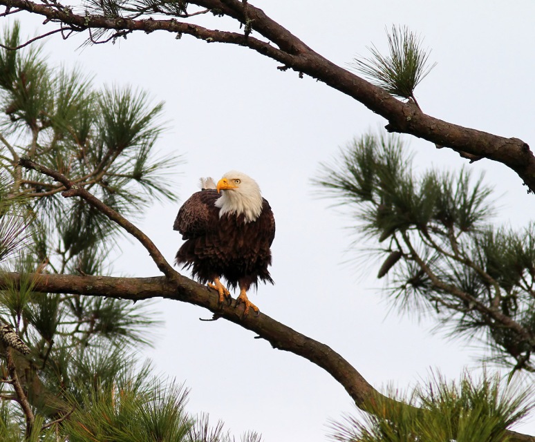 Bald Eagle in Pine Tree 
