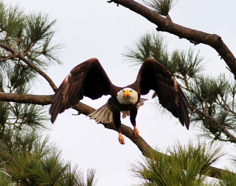 Bald Eagle Jumps Off From Pine Tree 
