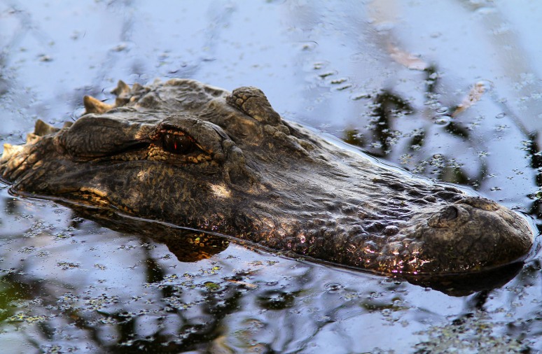 Mister Alligator in the Swamp