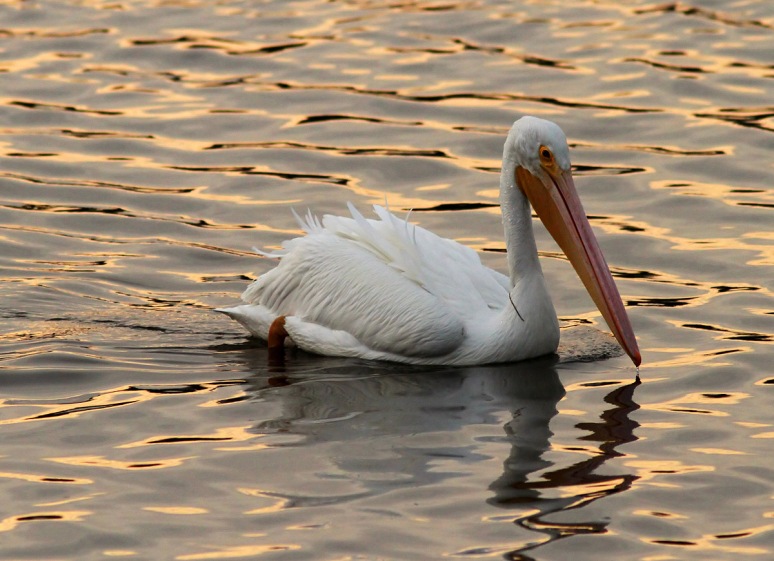 White Pelicans at Sunset 