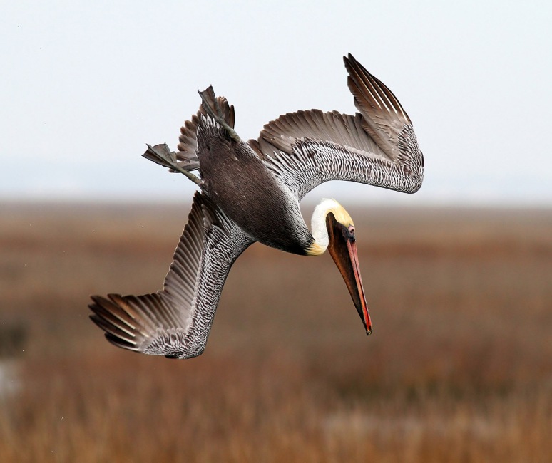 Brown Pelicans Fishing in the Salt Marsh 