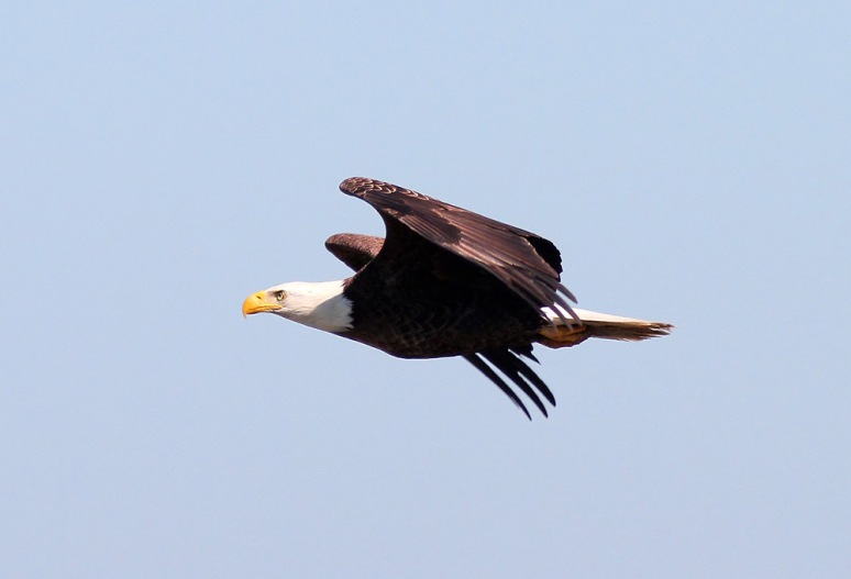 Bald EagleJumps Off From Pine Tree 