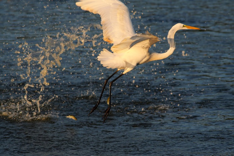 Egret Leaves the Marsh Pond 