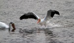 White Pelican Waterskis In