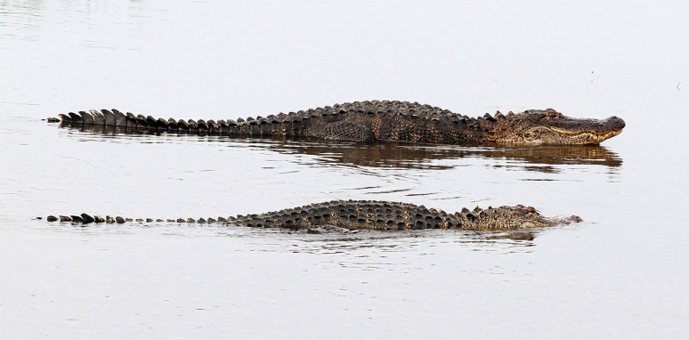 GBH and Alligators in Salt Marsh 