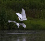 Egret Fight in the Marsh Pond
