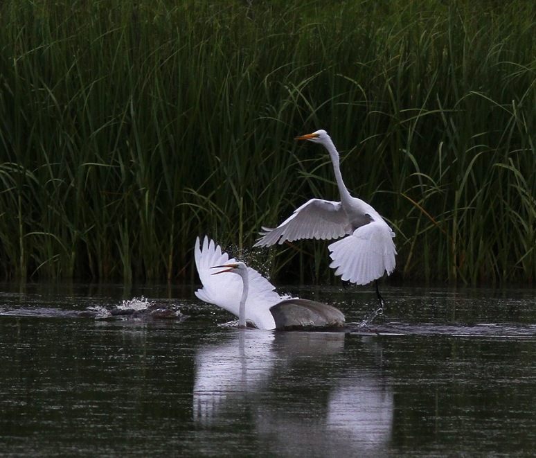 Egret Fight in the Marsh Pond 