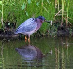 Green Heron Fishing in the Marsh