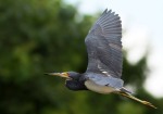 Tricolored Heron Flight Across the Marsh