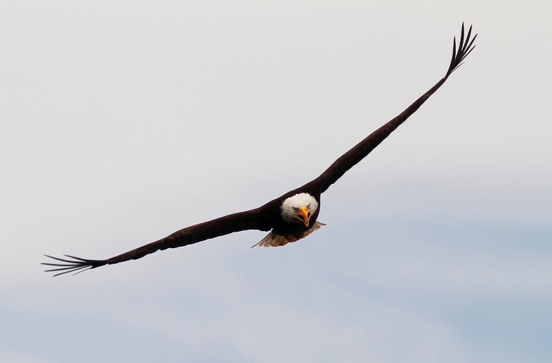 Bald Eagle Chases Osprey 