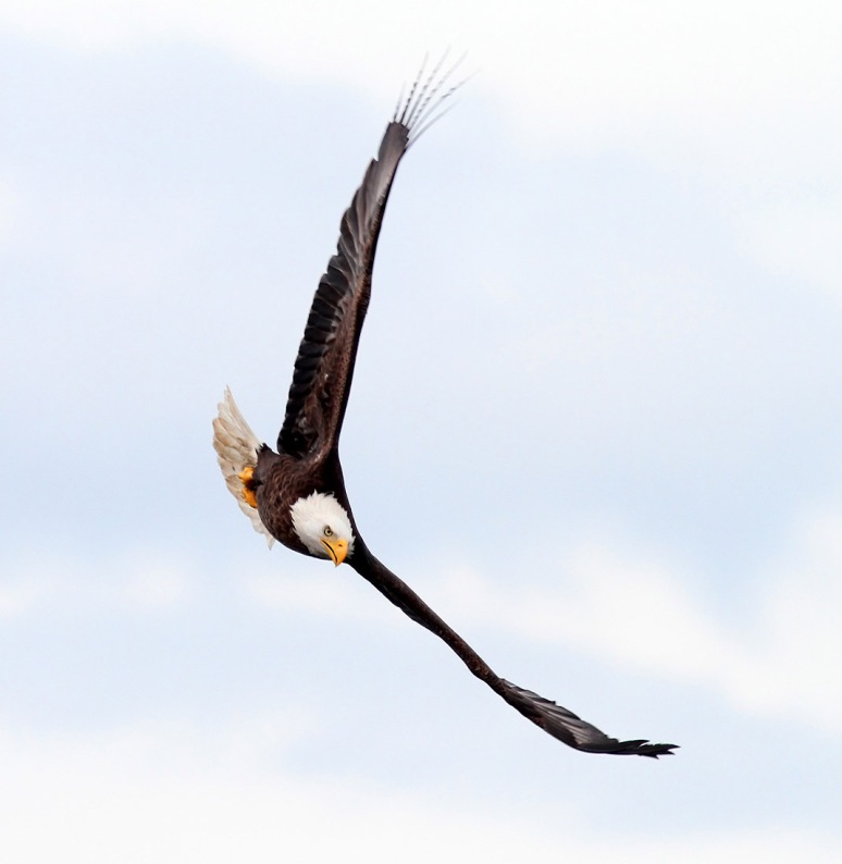 Eagle Comes Swooping In 